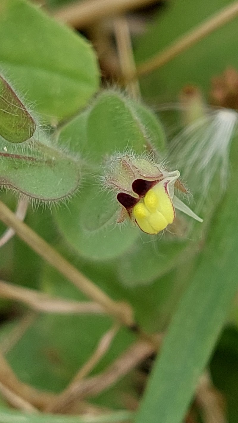 Kickxia spuria subsp. spuria