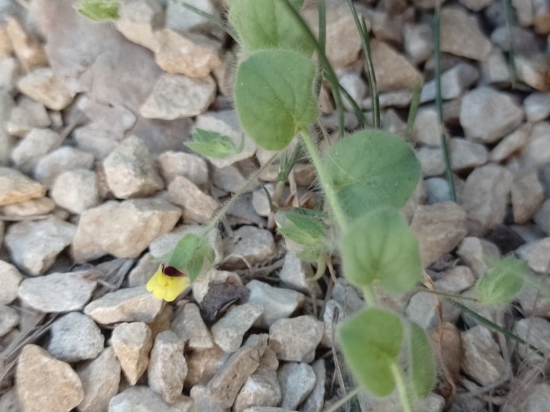 Kickxia spuria subsp. spuria photo 2