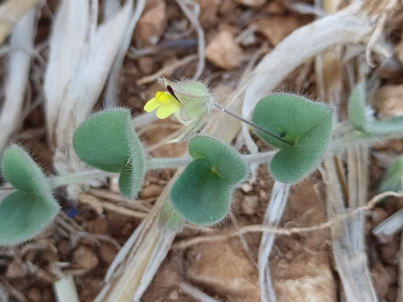Kickxia spuria subsp. spuria photo 3