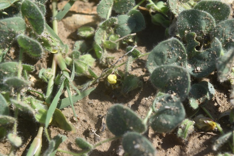 Kickxia spuria subsp. spuria photo 4