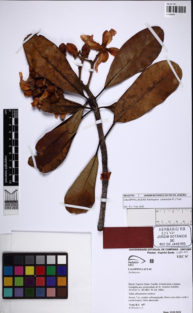 Kielmeyera cataractae
