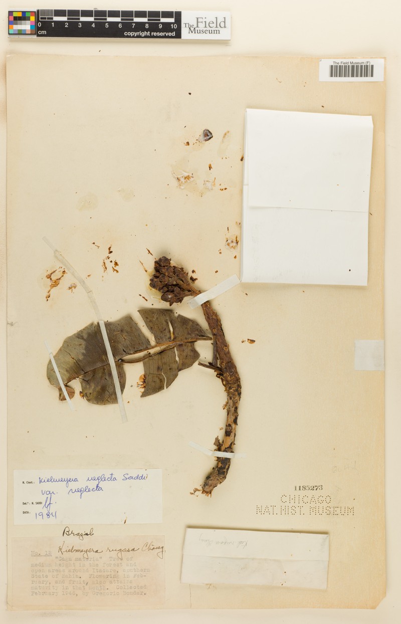 Kielmeyera neglecta var. neglecta