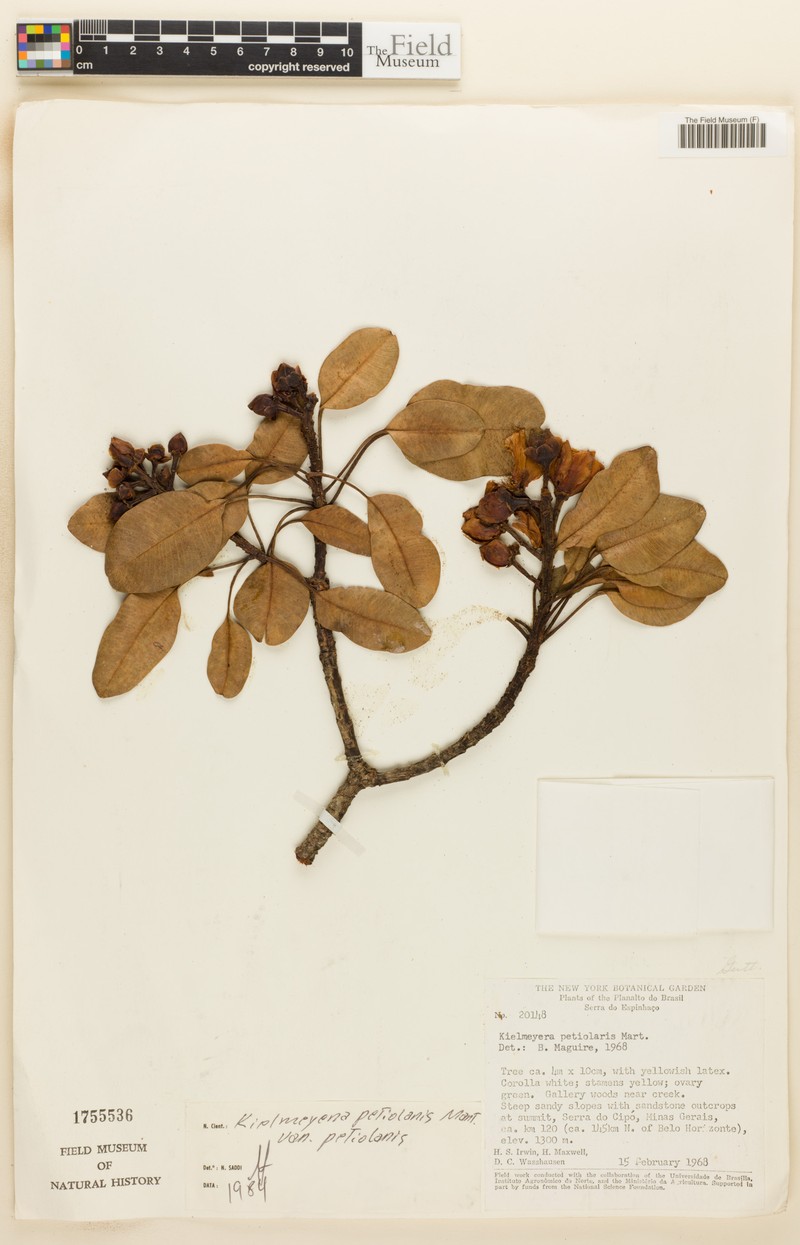Kielmeyera petiolaris var. petiolaris