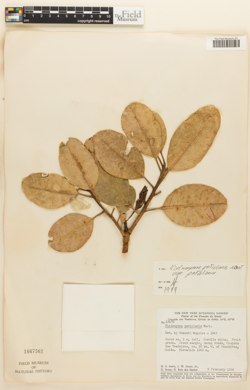 Kielmeyera petiolaris var. petiolaris photo 2