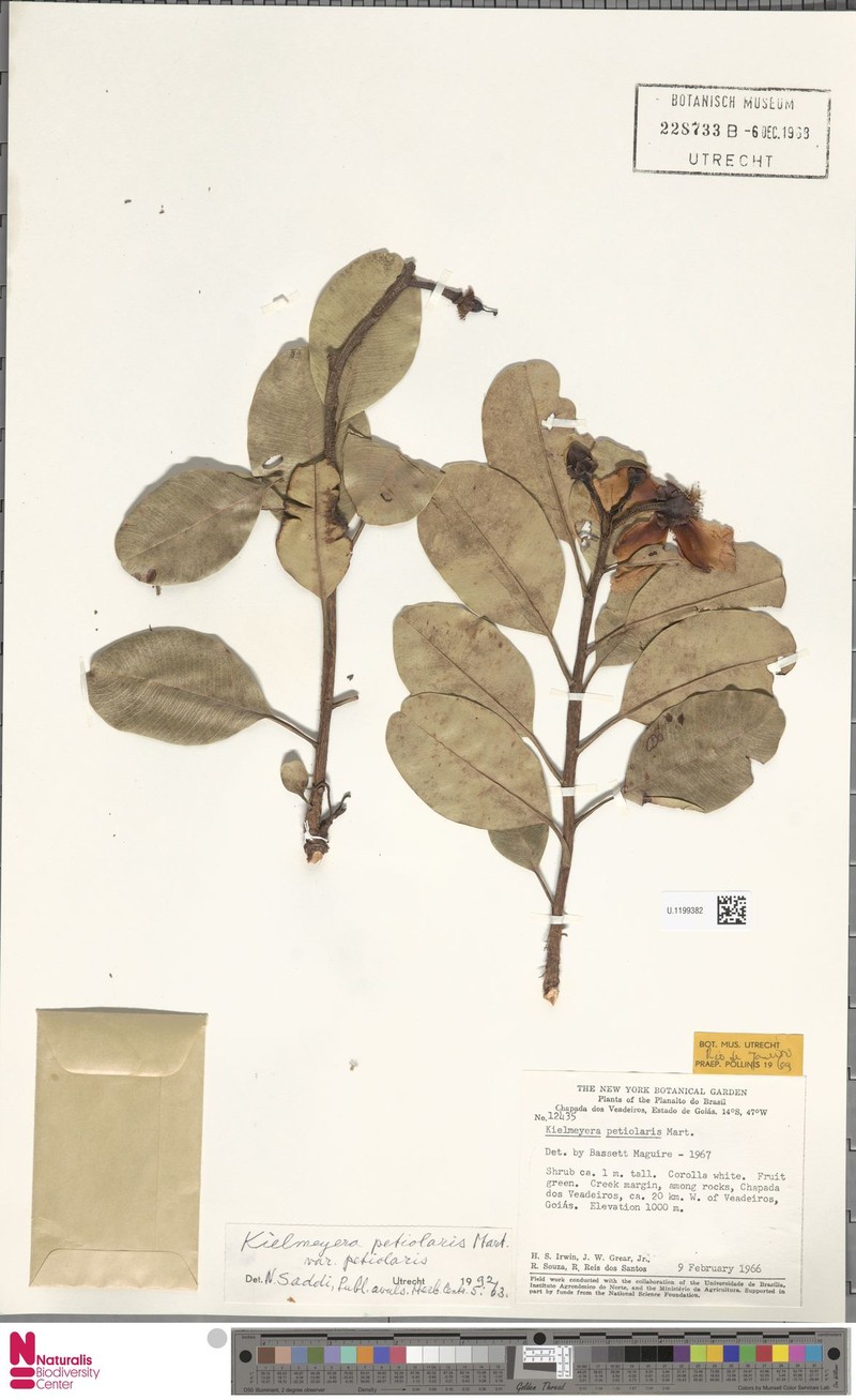 Kielmeyera petiolaris var. petiolaris photo 3