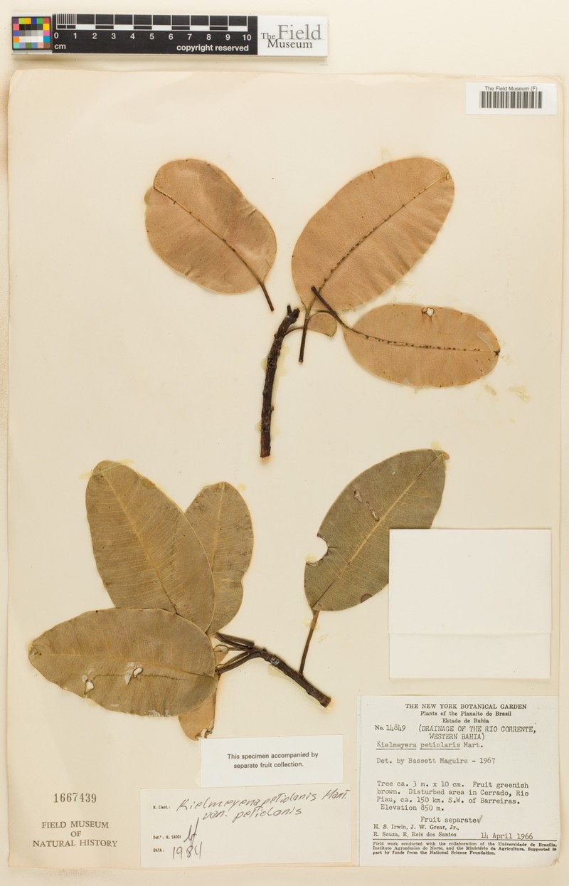 Kielmeyera petiolaris var. petiolaris photo 4