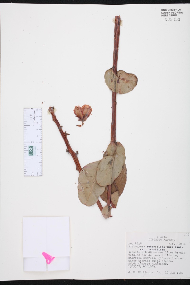 Kielmeyera rubriflora var. rubriflora
