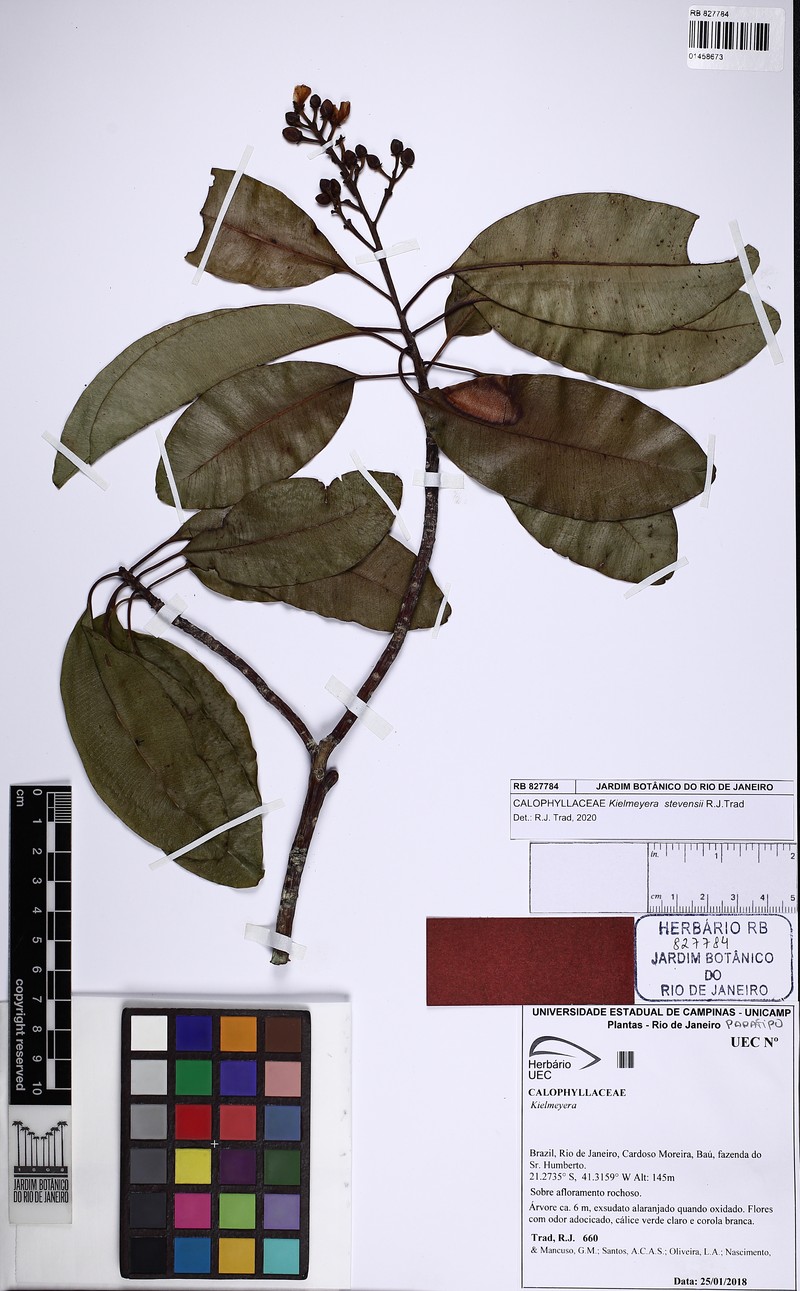 Kielmeyera stevensii