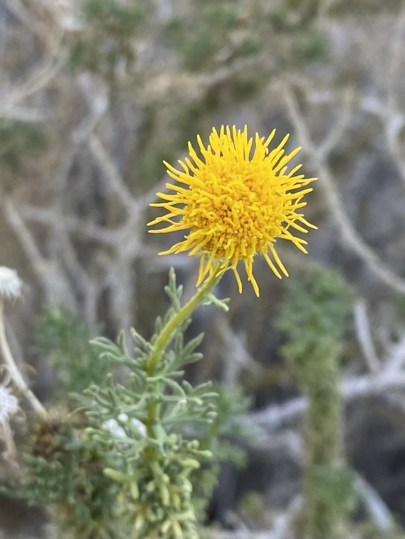 Kieslingia chilensis