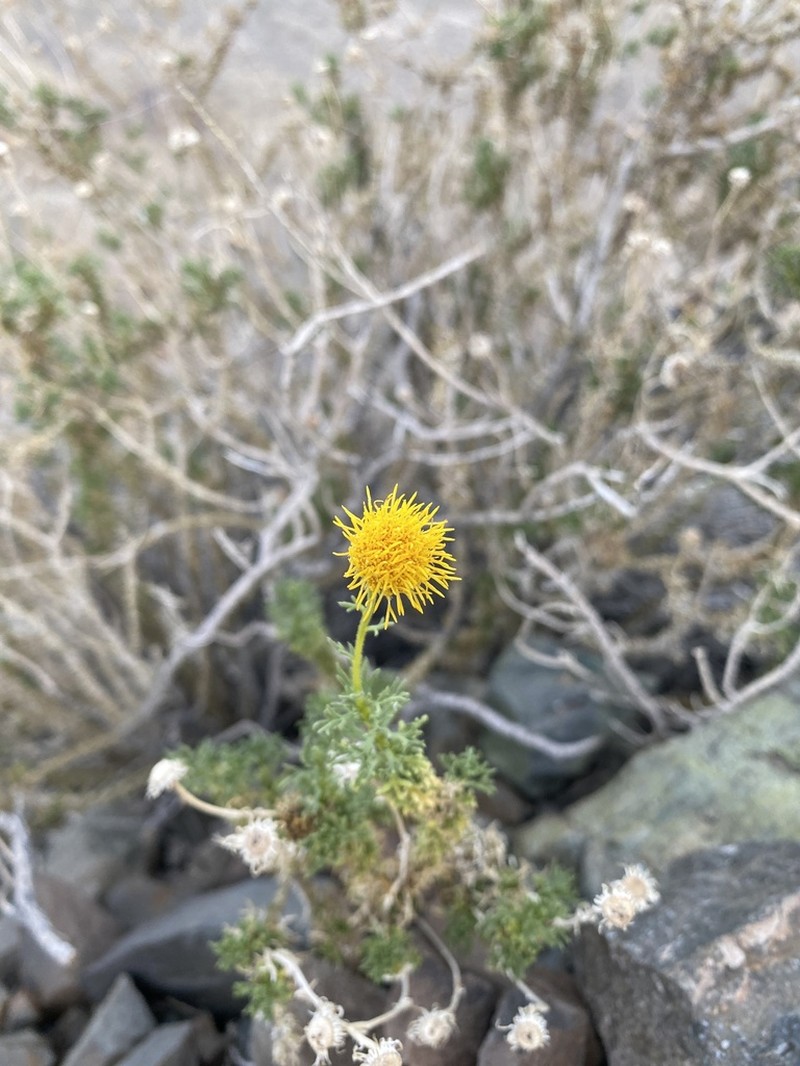 Kieslingia chilensis photo 3