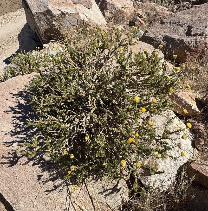 Kieslingia chilensis photo 4