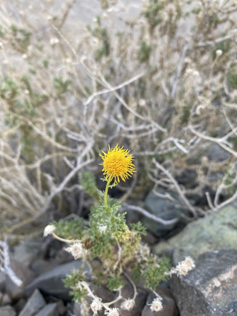 Kieslingia chilensis photo 6