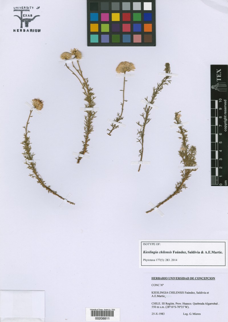 Kieslingia chilensis photo 7