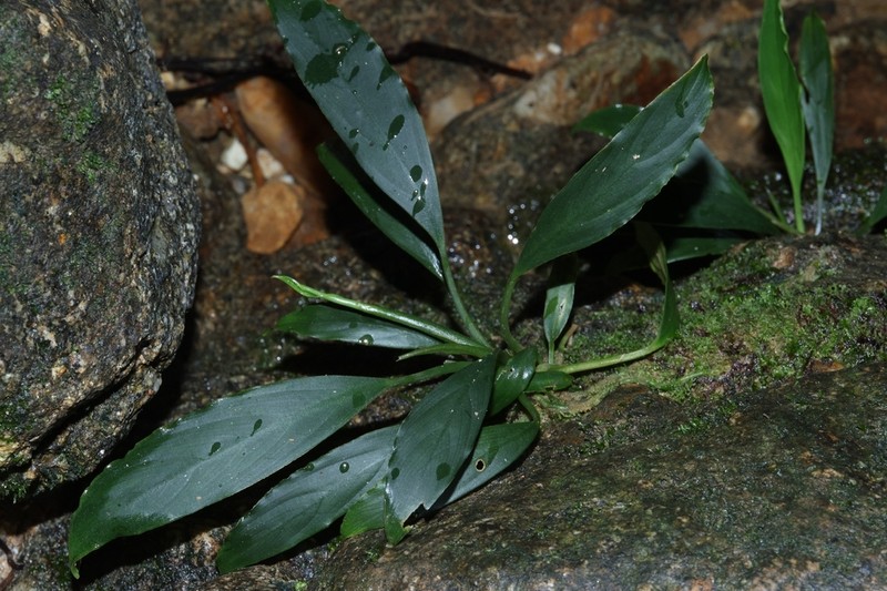 Kiewia perakensis