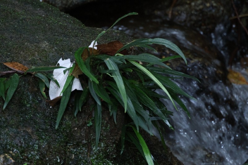 Kiewia perakensis photo 2