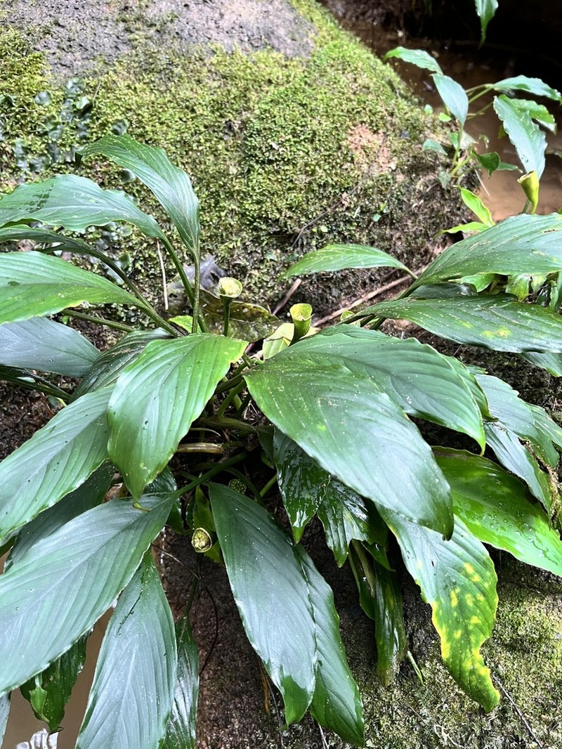 Kiewia perakensis photo 3
