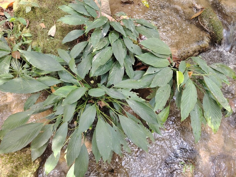 Kiewia perakensis photo 4