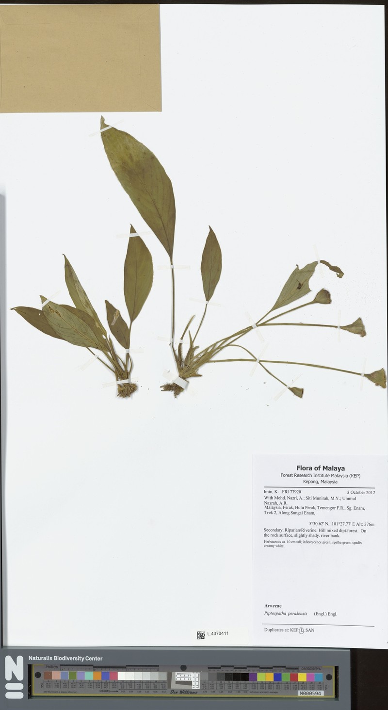 Kiewia perakensis photo 5