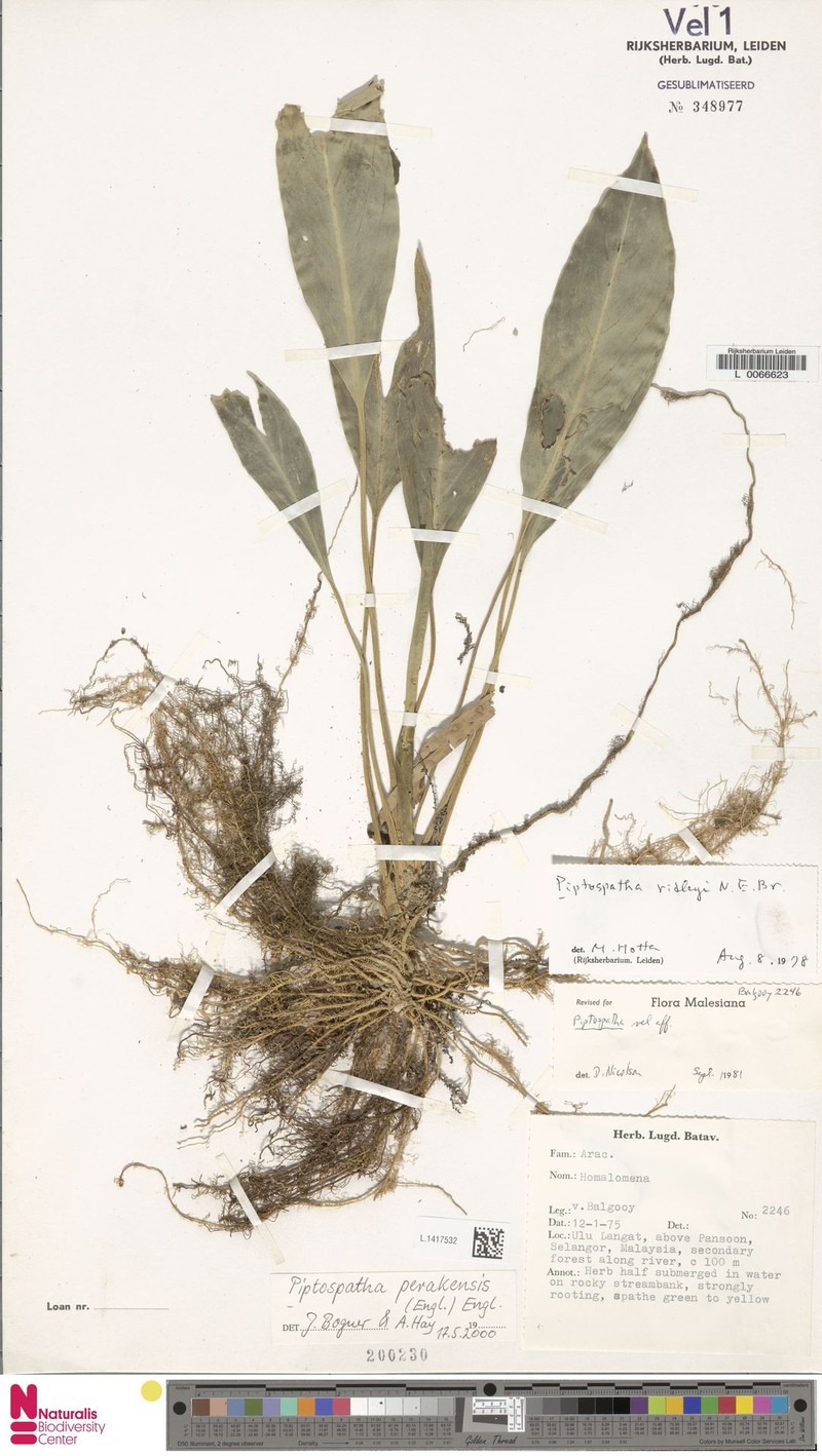 Kiewia perakensis photo 6