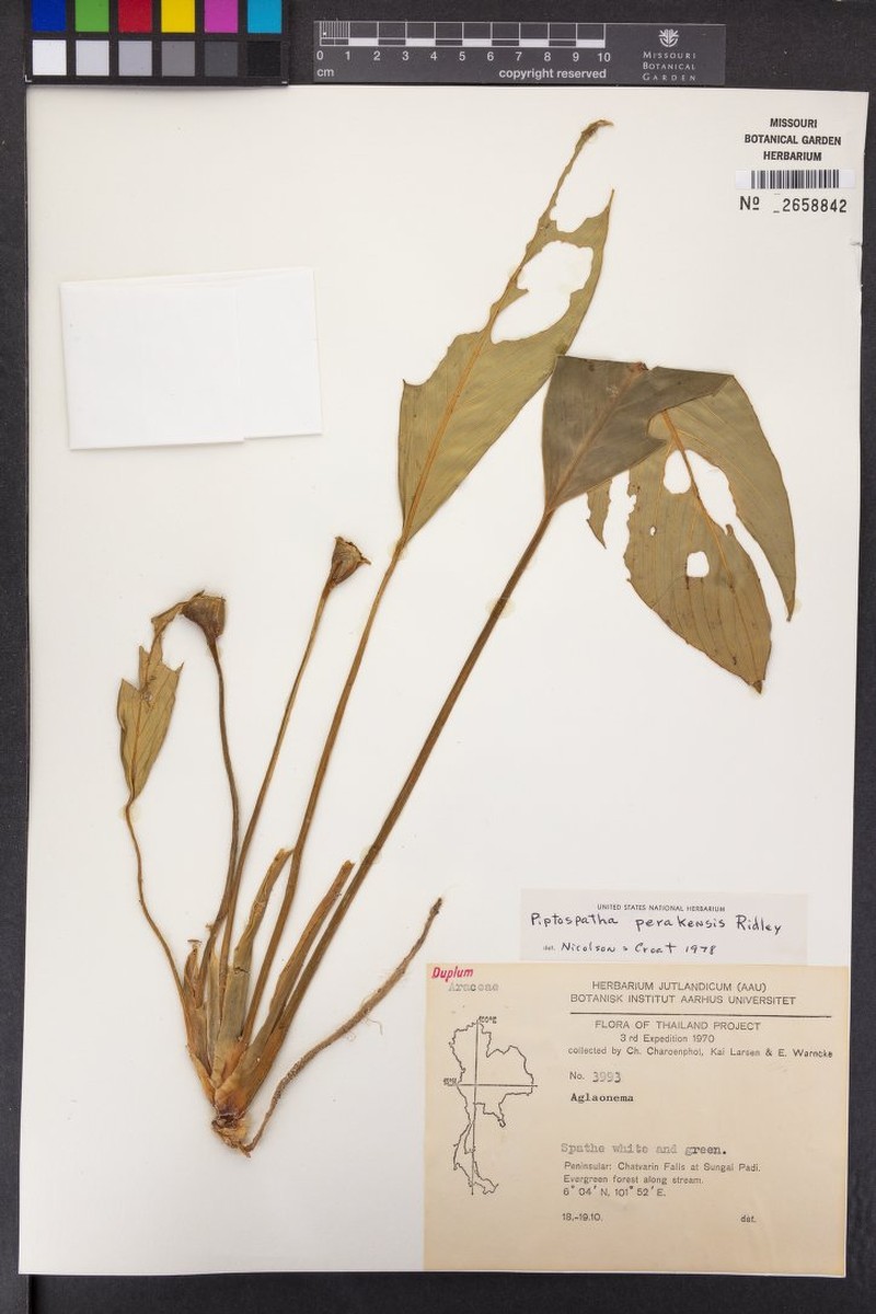 Kiewia perakensis photo 8