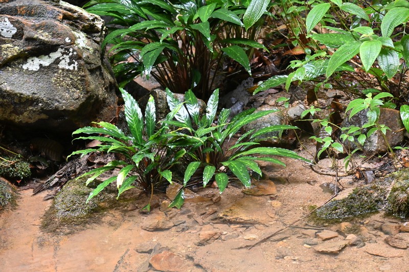Kiewia ridleyi photo 3
