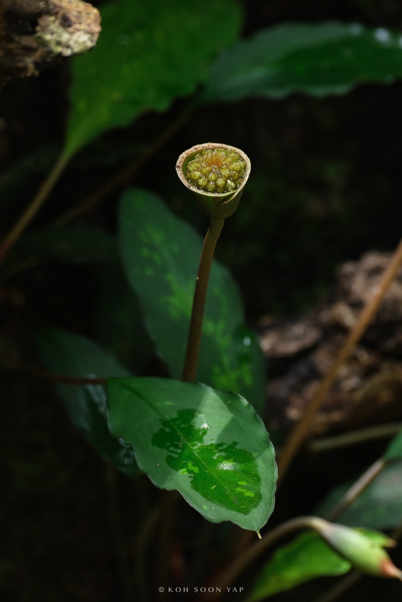 Kiewia ridleyi photo 4