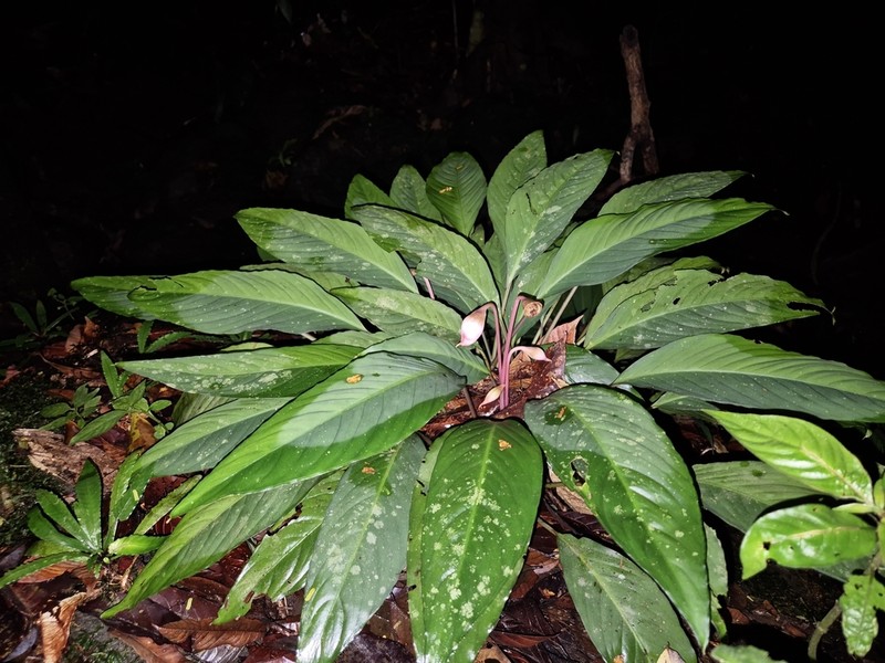 Kiewia ridleyi photo 5