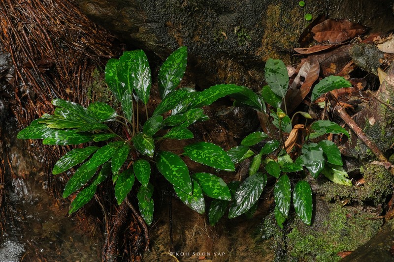 Kiewia ridleyi photo 6