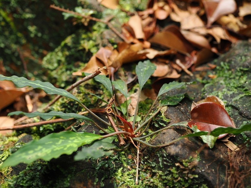 Kiewia ridleyi photo 8