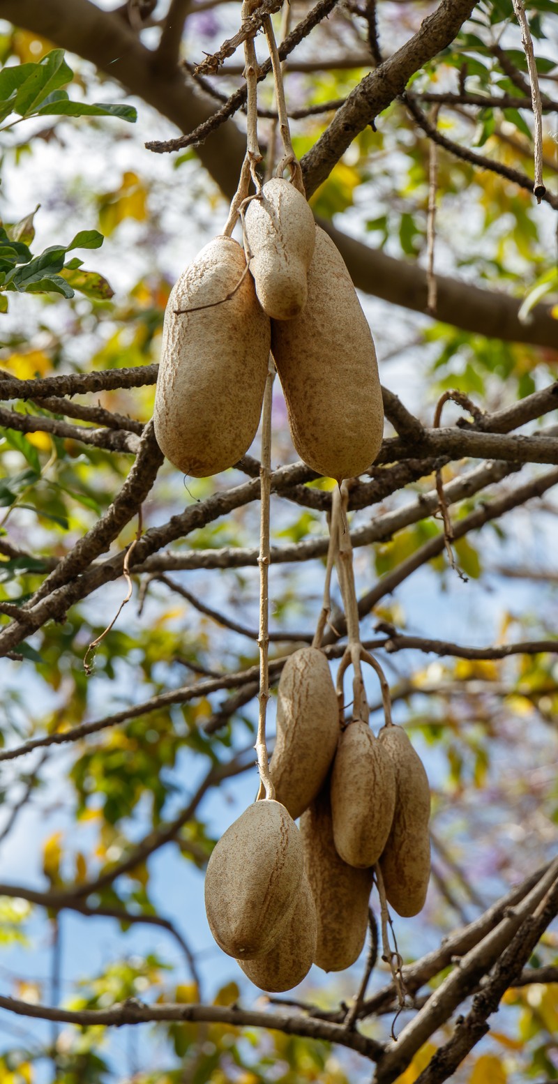 Sausage Tree photo 2