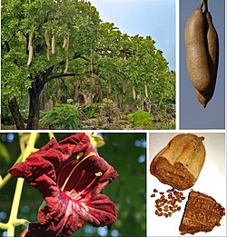 Sausage Tree