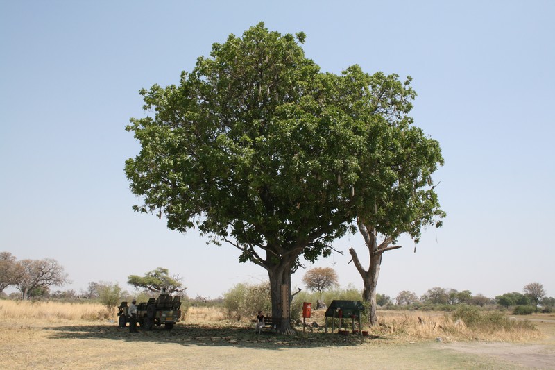 Sausage Tree photo 3