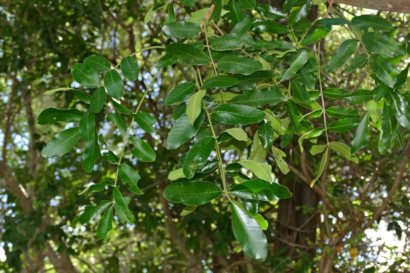 Sausage Tree photo 4