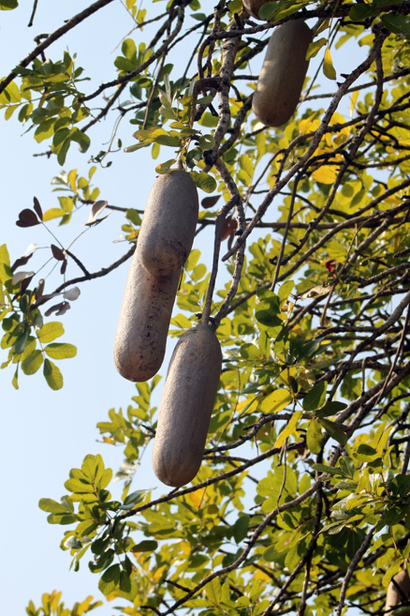 Sausage Tree photo 6