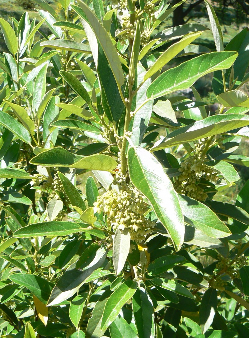 Kiggelaria africana photo 2