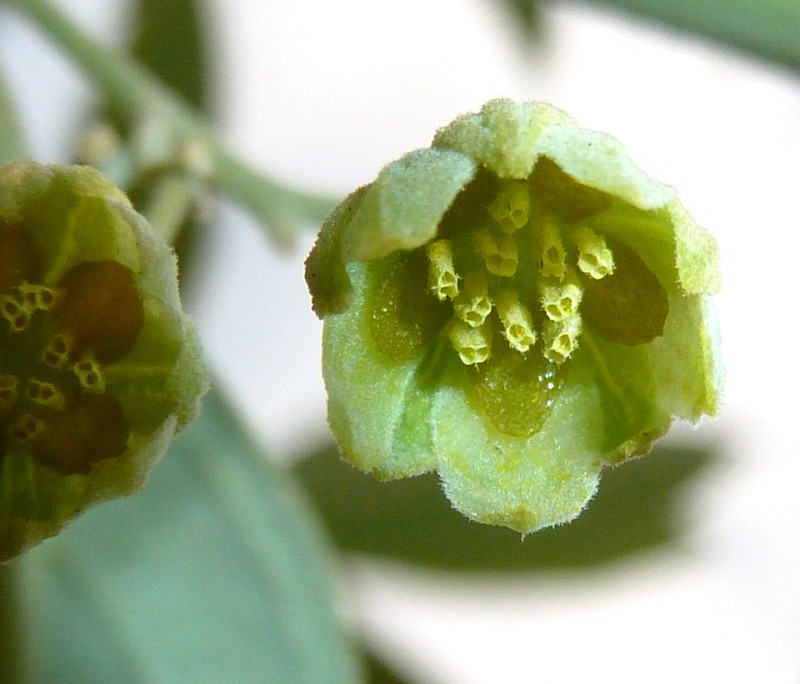 Kiggelaria africana photo 3