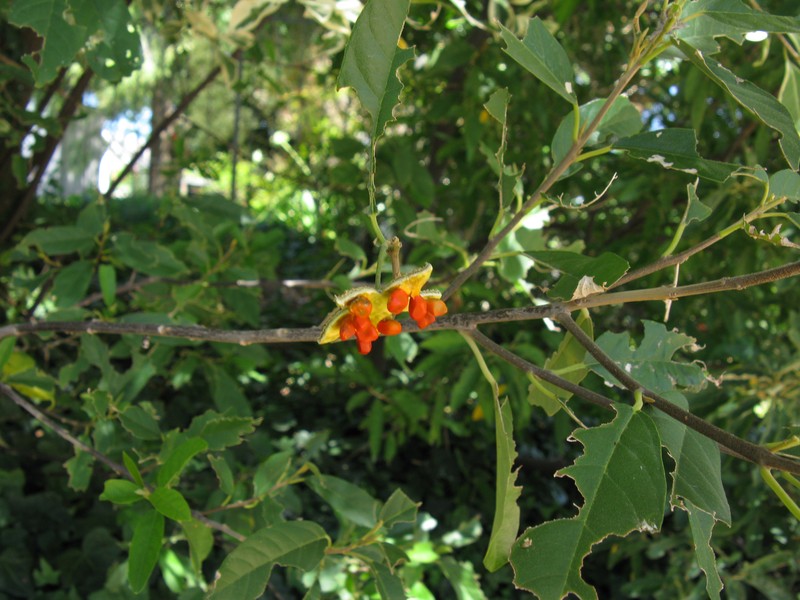 Kiggelaria africana photo 4