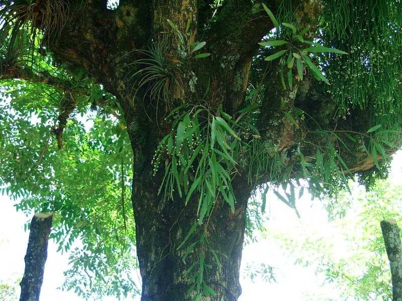 Kimnachia ramulosa photo 3