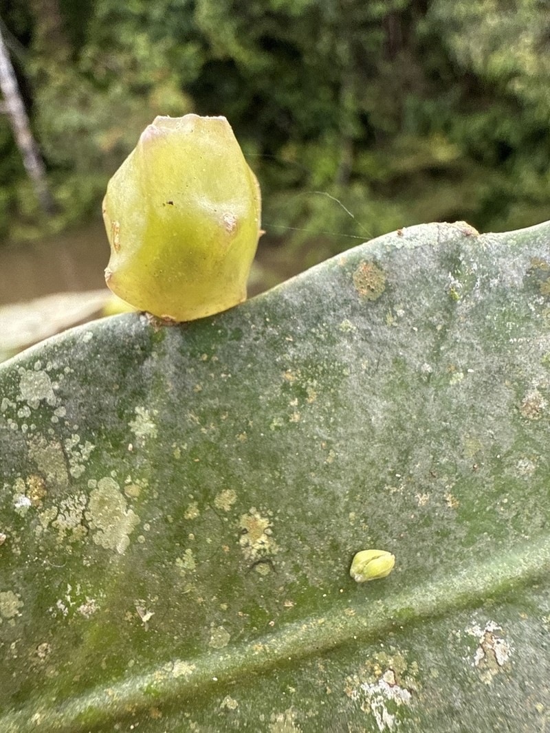 Kimnachia ramulosa photo 4