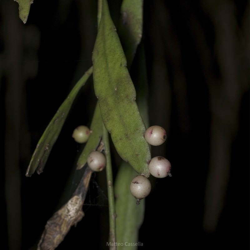 Kimnachia ramulosa photo 8