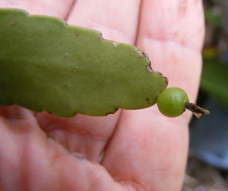 Kimnachia ramulosa subsp. jamaicensis