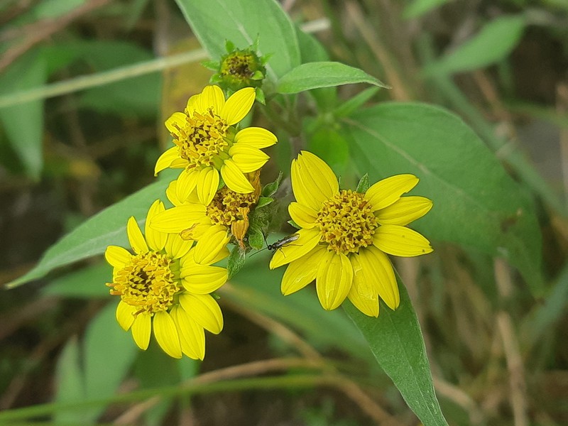 Kingianthus paniculatus