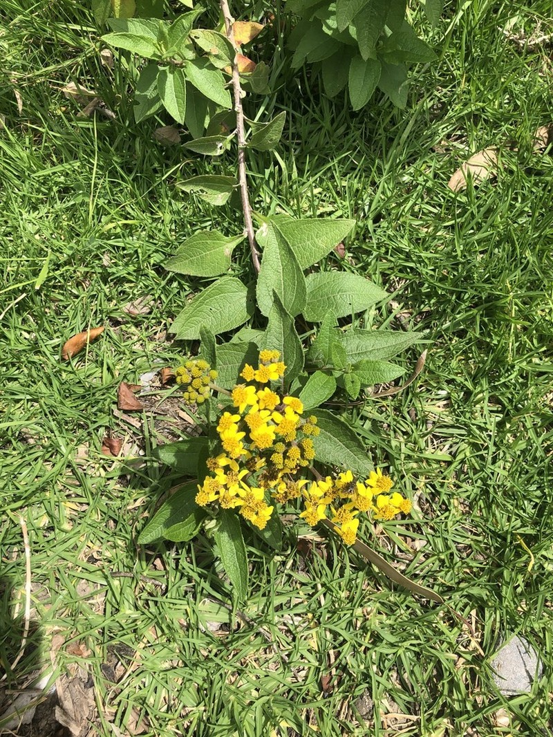 Kingianthus paniculatus photo 4