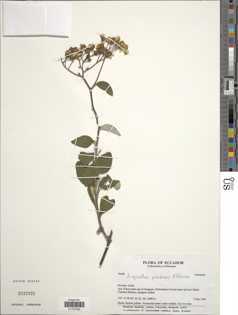 Kingianthus paradoxus