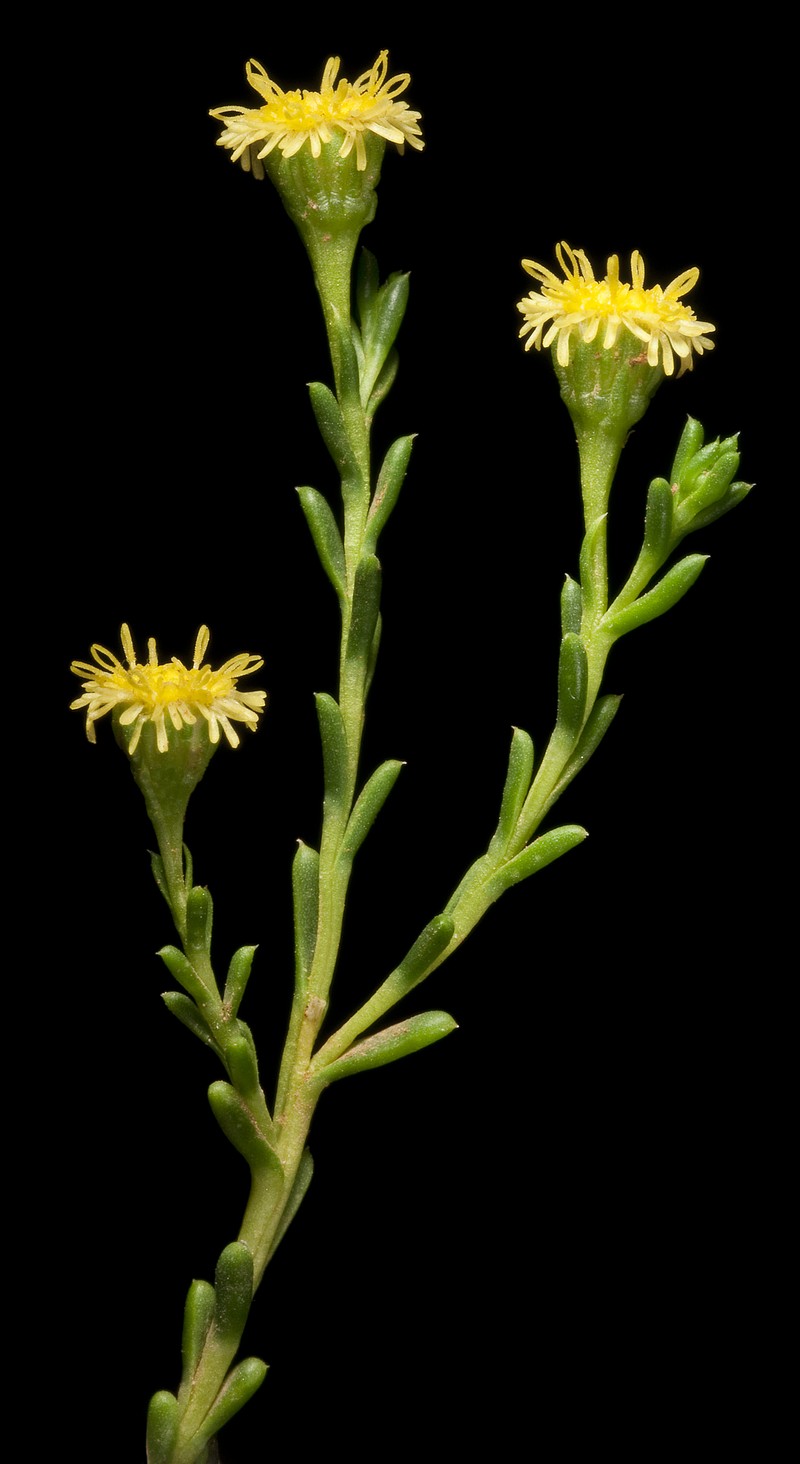 Kippistia suaedifolia