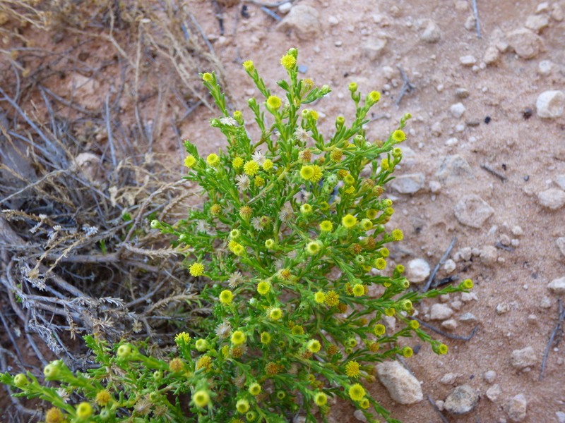 Kippistia suaedifolia photo 5