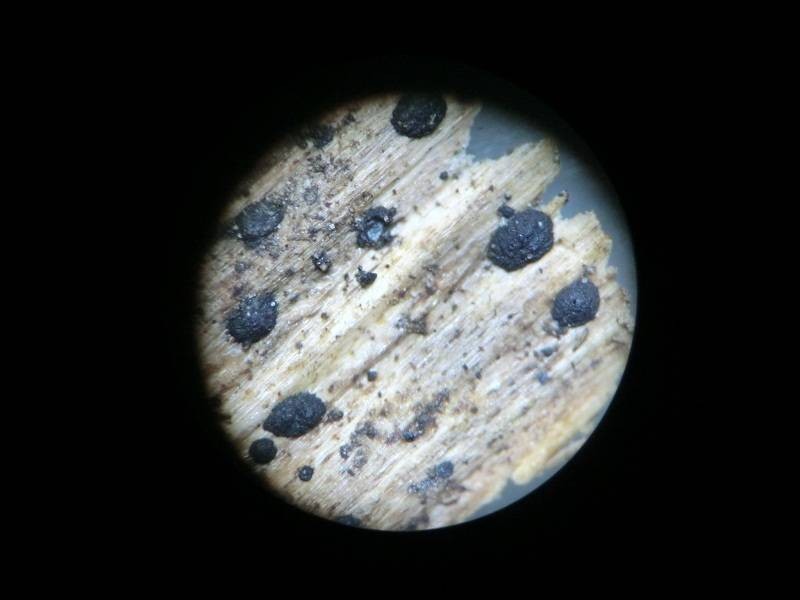 Kirschsteiniothelia Lichen