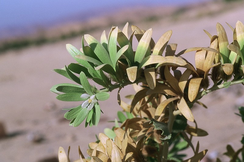 Kissenia arabica