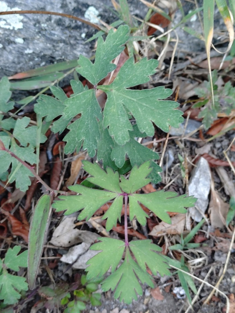 Kitagawia formosana