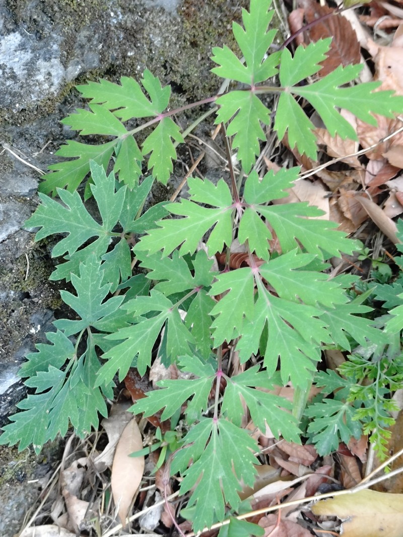 Kitagawia formosana photo 2